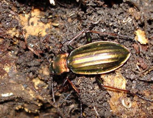 Réf. 6 851 : Carabus auronitens