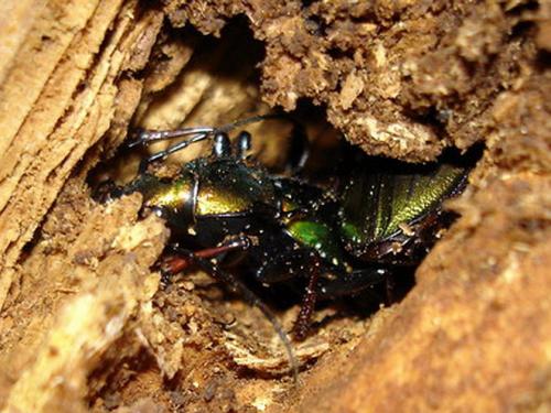 Carabus auronitens punctatoauratus