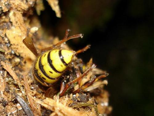 Dolichovespula media