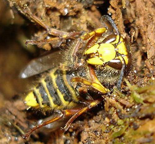 Dolichovespula media