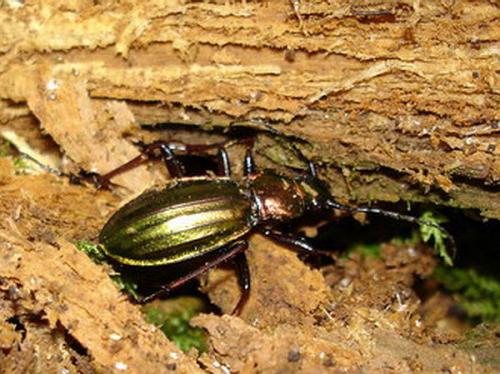 Réf. 6 852 : Carabus auronitens