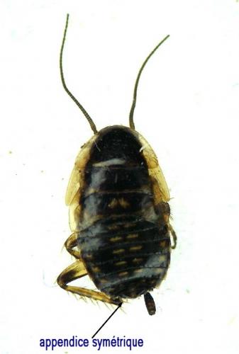 Réf. 6 858 : Ectobius lucidus