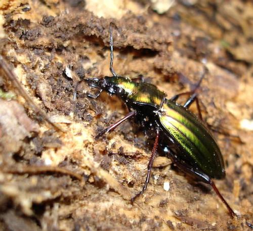 Réf. 6 952 : Carabus auronitens