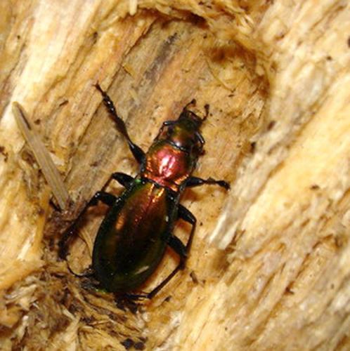 Carabus splendens