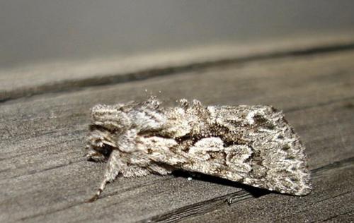 Xylocampa areola
