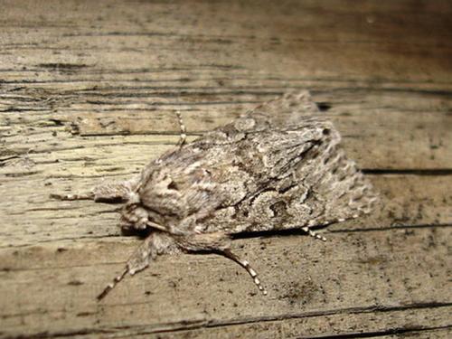 Xylocampa areola