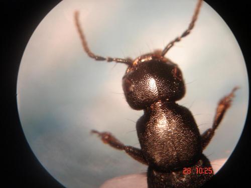 Réf. 6 962 : Ocypus aethiops