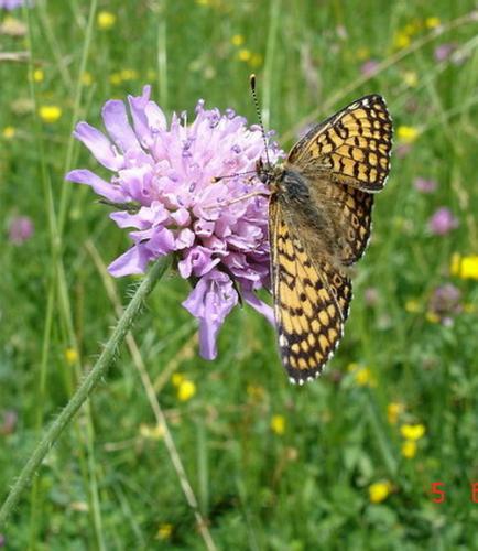Melitaea cinxia