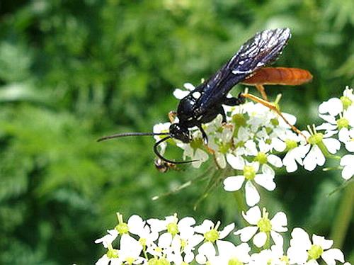 Réf. 6 415 : Amblyjoppa fuscipennis