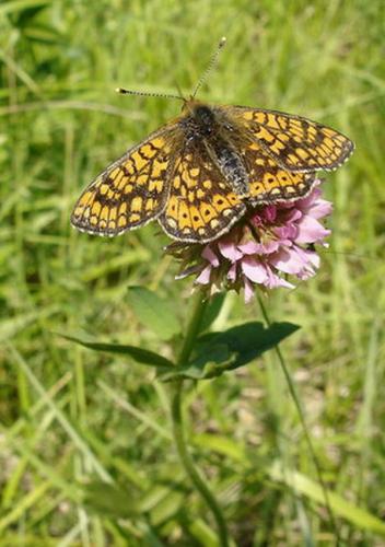 Euphydryas aurinia