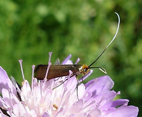 Réf. 6 259 : Adela sp.