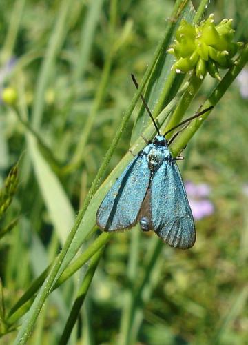 Réf. 6 213 : Adscita sp.