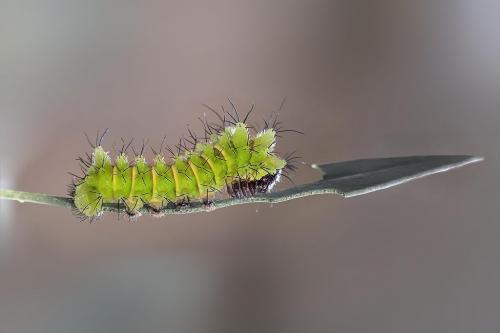 Argema mittrei