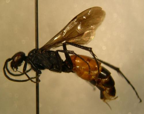 Priocnemis sp.