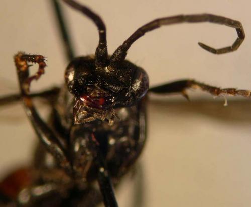 Priocnemis sp.