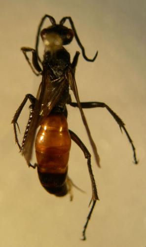 Priocnemis sp.