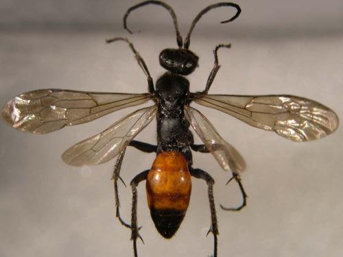 Priocnemis sp.