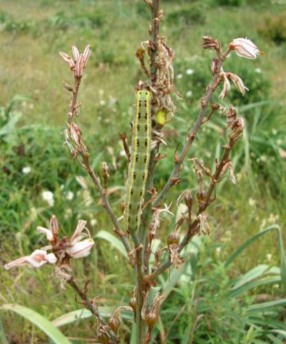 Xylena exsoleta