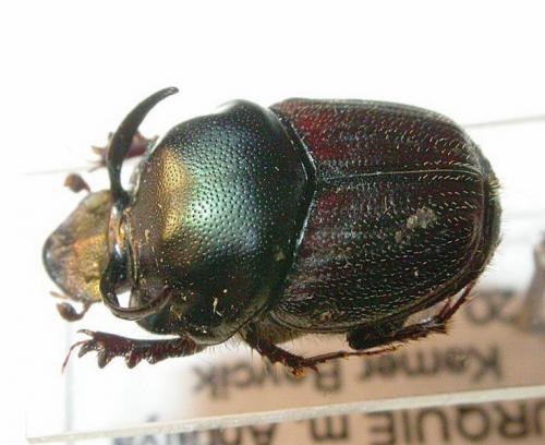 Réf. 6 512 : Onthophagus illyricus