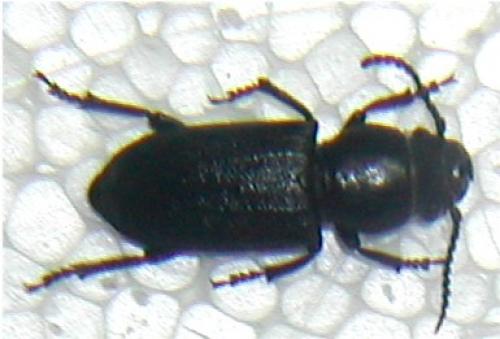 Réf. 6 517 : Spondylis buprestoides