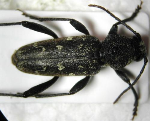 Xylotrechus rusticus