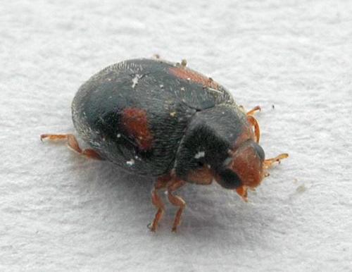 Réf. 6 610 : Scymnus sp.