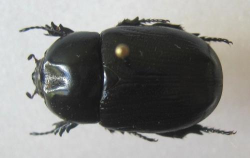 Réf. 6 375 : Oxyligyrus zoilus