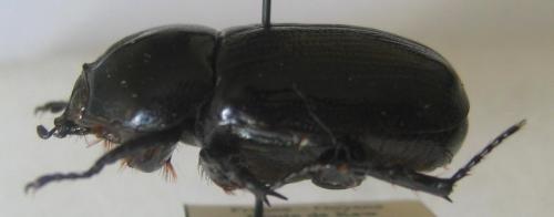 Oxyligyrus zoilus