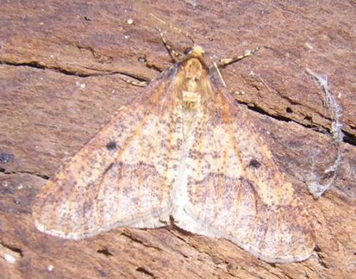 Erannis defoliaria