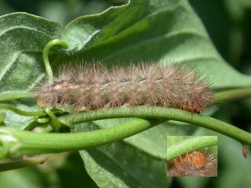Spilosoma lutea