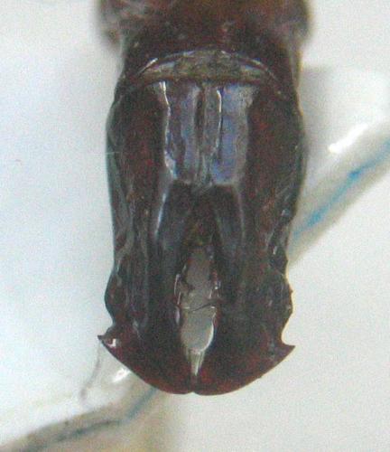 Réf. 6 942 : Hoplopyga cerdani