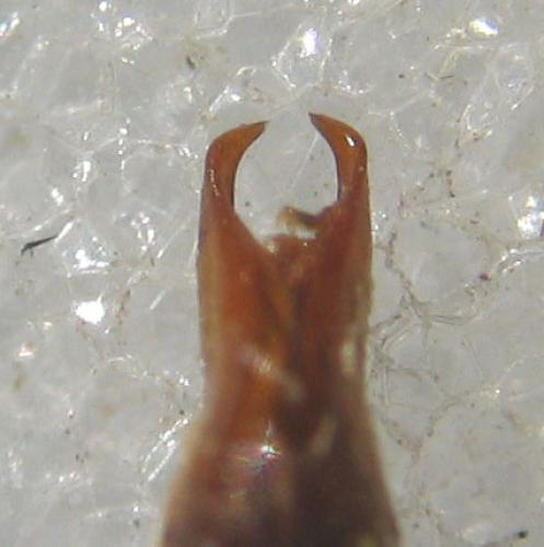 Anisoplia remota