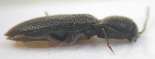 Idolus picipennis
