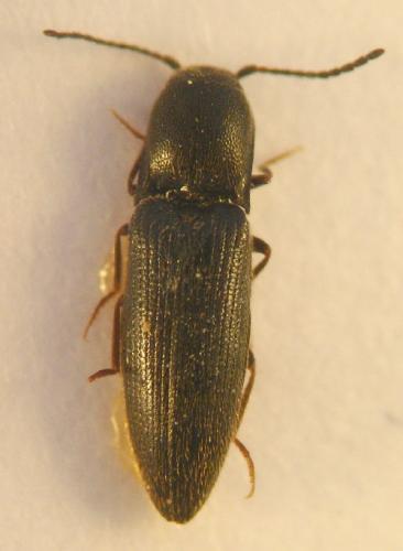 Idolus picipennis