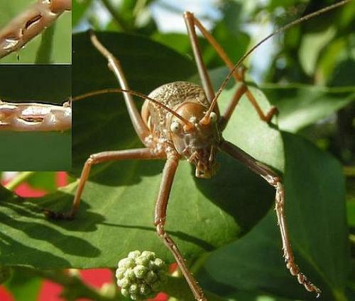 Uromenus rugosicollis