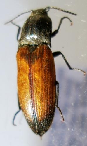 Ctenicera cuprea