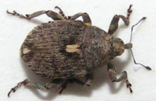 Ethelcus denticulatus