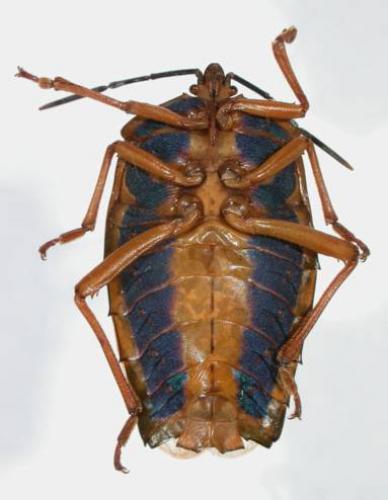 Eurostus grossipes