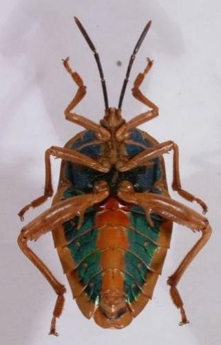 Eurostus grossipes