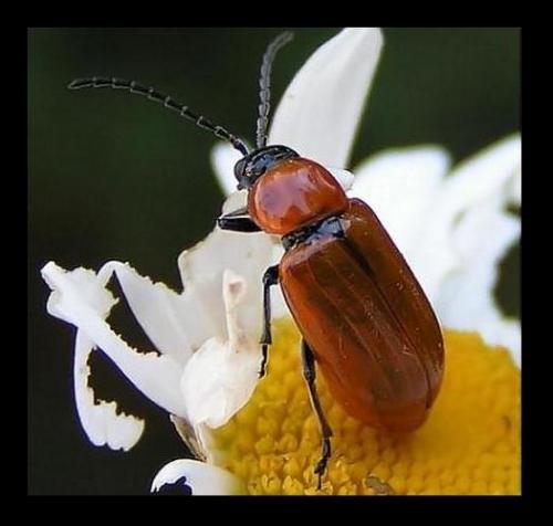 Réf. 6 367 : Exosoma lusitanicum