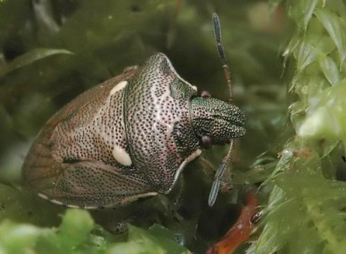 Réf. 6 578 : Eysarcoris aeneus