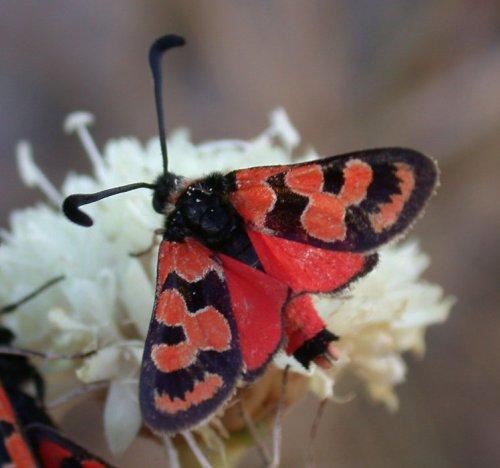 Zygaena fausta