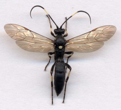 Stenichneumon militarius