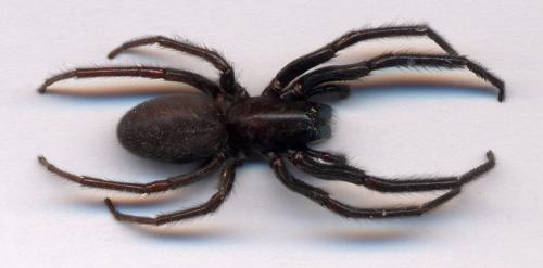 Segestria florentina