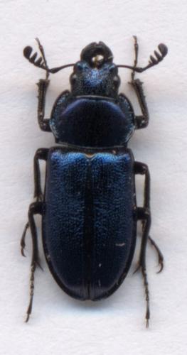 Platycerus caraboides