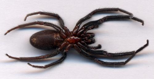 Segestria florentina