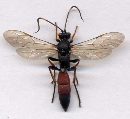 Réf. 6 914 : Stenichneumon culpator
