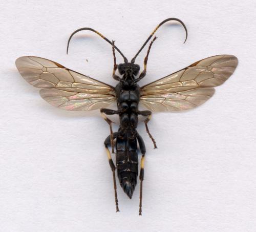 Stenichneumon militarius
