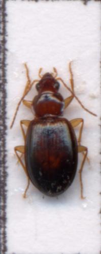 Ocys (harpaloides-tachysoides)