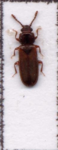 Pediacus dermestoides